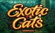 Top 10 Exotic Themed Online Slots Of October 2020 