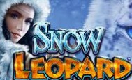 Snow Leopard Online Slot